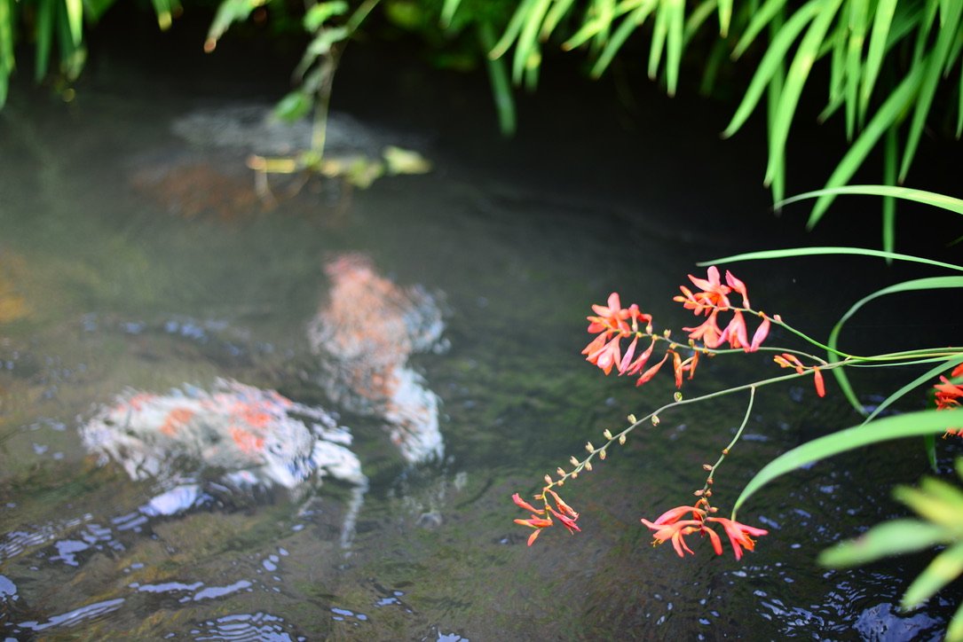 🏞️ 야나카 물의 작은 길(야나카 미즈노 코미치) 이미지 7
